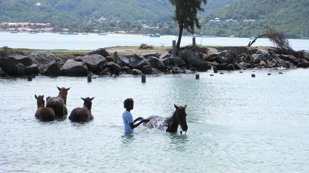 These horses enjoyed a cooling dip in the sea next to the breakwater.  (155k)
