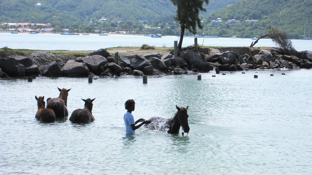 These horses enjoyed a cooling dip in the sea next to the breakwater. (155k)
