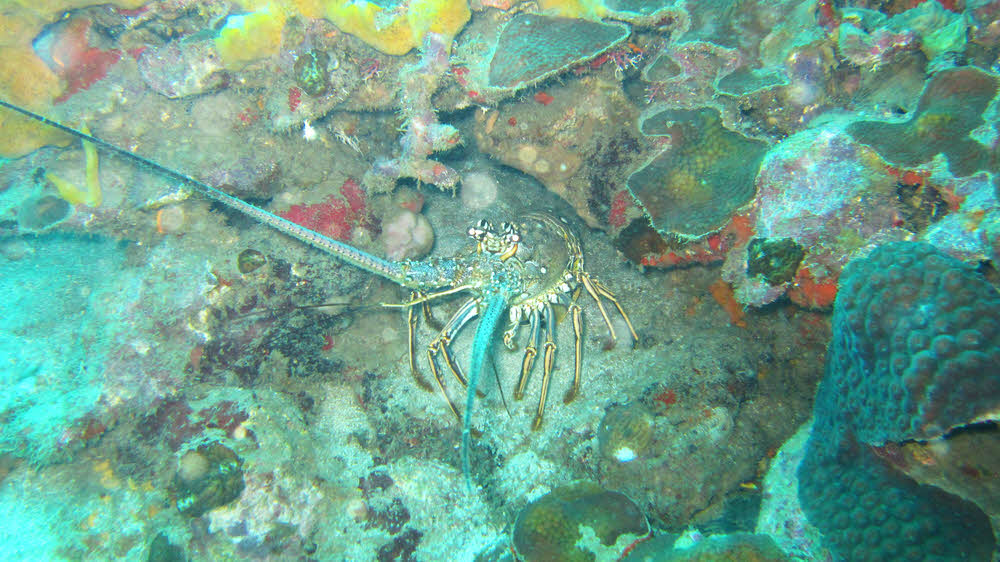Rock Lobster (Panulirus sp) at Coral Gardens, right at the base of Gros Piton.  (135k)