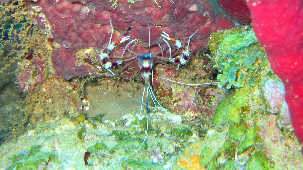 These Shrimps (Stenopus sp) were quite common, hiding upside down under overhangs and in holes. (179k)