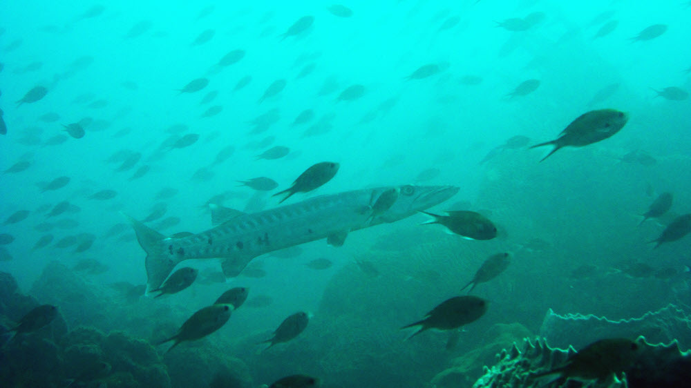 Great Barracuda (Sphyraena barracuda) at Fairyland. (74k)