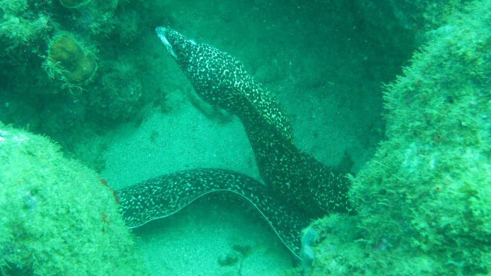 Two common Spotted Morays (Gymnothorax Moringa) at Virgins' Cove. The lower was darting under the coral to the left. (137k)