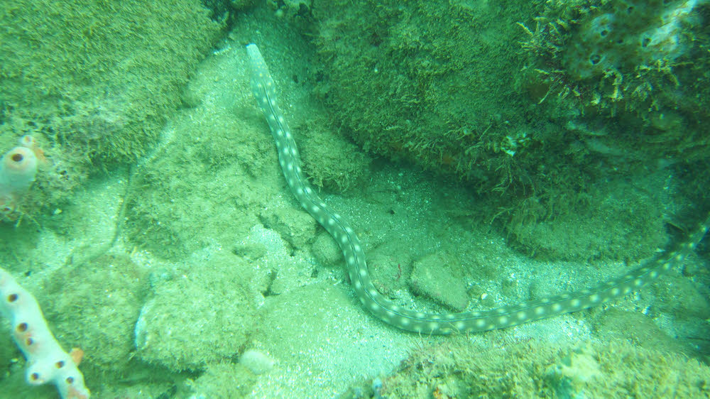 These Sharptail Eels (Myrichthis breviceps) were also quite common. (154k)