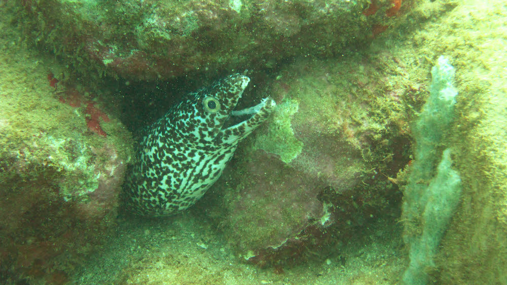 Another Spotted Moray (Gymnothorax Moringa) at Salt Bay. (145k)