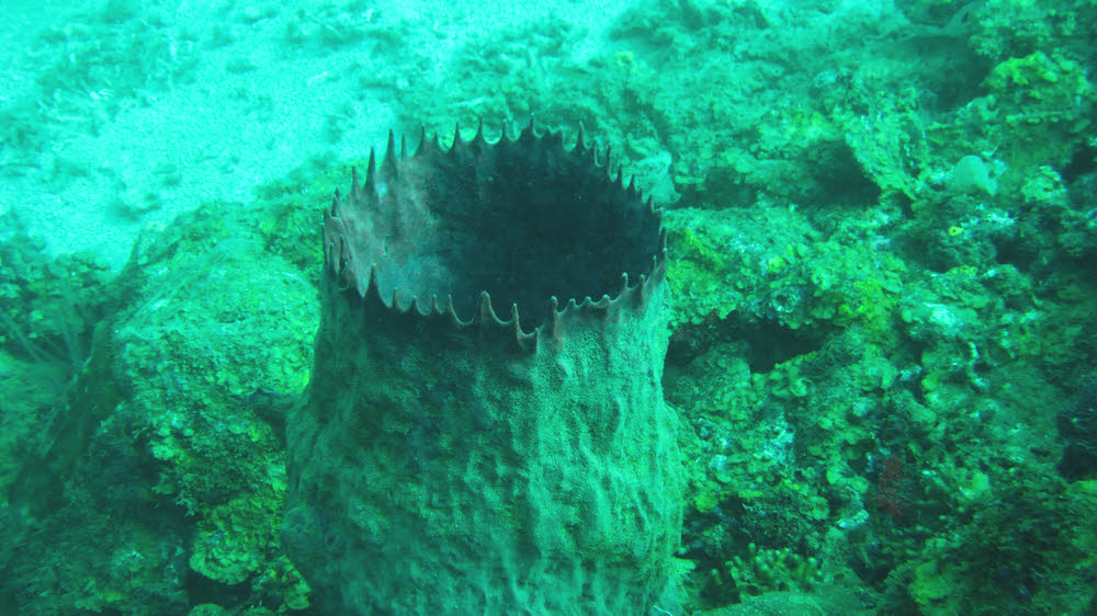 Barrel sponges are everywhere in the Caribbean. (140k)