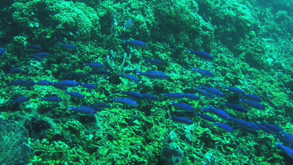 A large group of Blue Chromis (Chromis cyanea) flowed past us in a long line at Jalousie, right between the Pitons. (179k)
