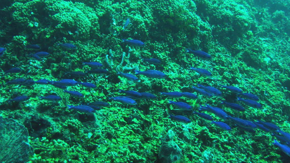 A large group of Blue Chromis (Chromis cyanea) flowed past us in a long line at Jalousie, right between the Pitons. (179k)