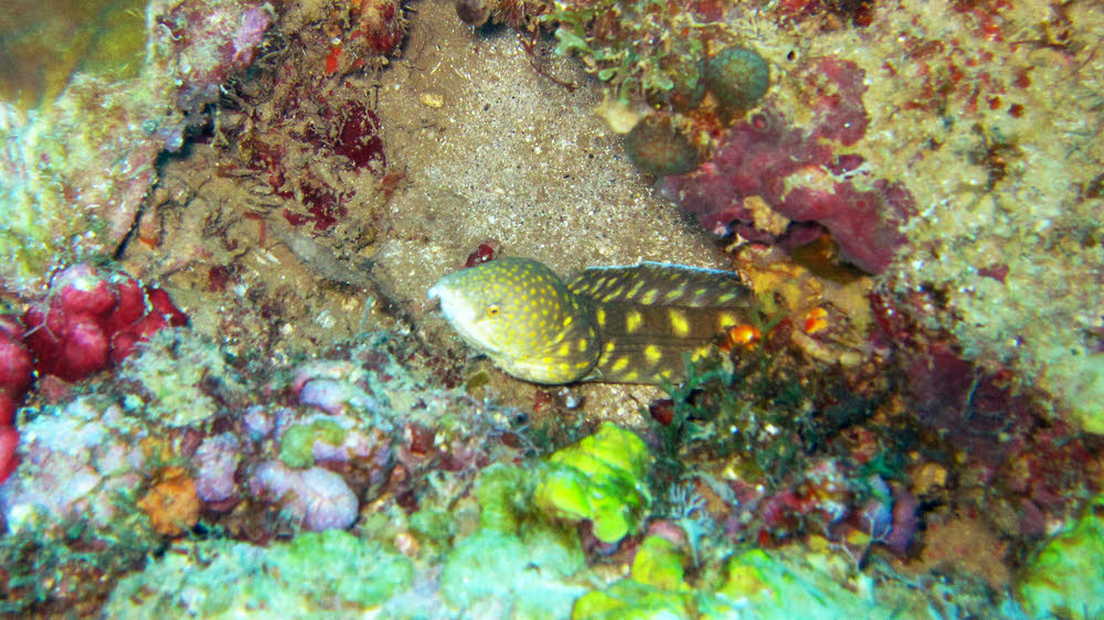 Another Sharptail Eel (Myrichthis breviceps) at Jalousie. (172k)
