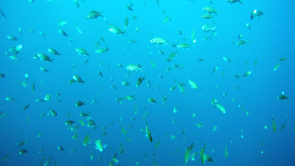 A large group of Yellow-edge Chromis (Chromis multilineata) at Jalousie. (74k)