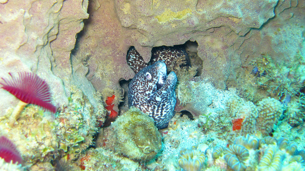 Another Spotted Moray (Gymnothorax Moringa) at Grand Kye. (203k)