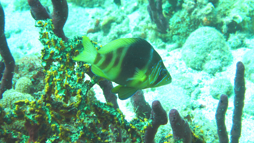 Barred Hamlet (Hypoplectra puella) at Grand Kye. (169k)