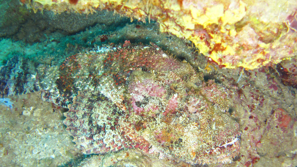 Well-camouflaged Spotted Scorpionfish (Scorpaena plumieri). (218k)