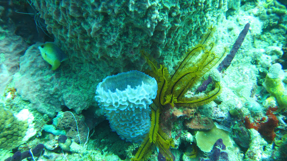 A brightly-coloured feather star nestles next to a luminous blue sponge at Grand Kye, while a shrimp lurks around the corner to the left. The white
        cotton-thread-like creature at the bottom left is some sort of Gorgonian, common all over the area. (208k)