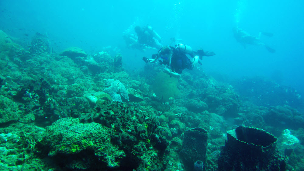 Better visibility at Grand Kye enabled us to spread out a bit while hovering over the corals and sponges. (138k)
