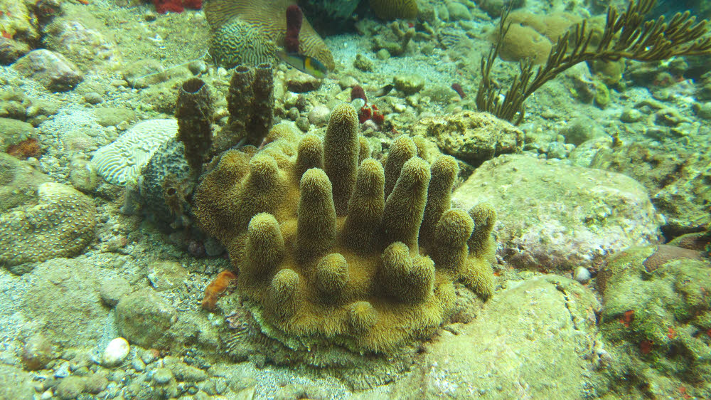 Corals and sponges of all shapes. (231k)