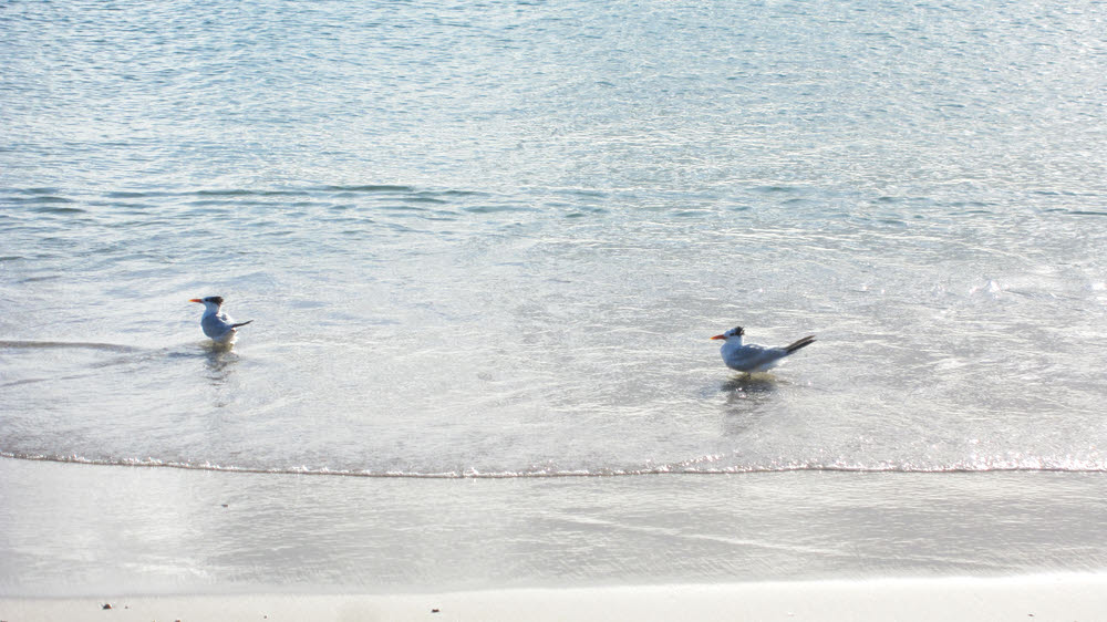 Royal Terns (Sterna maxima) on the beach at the Grande. 123k)
