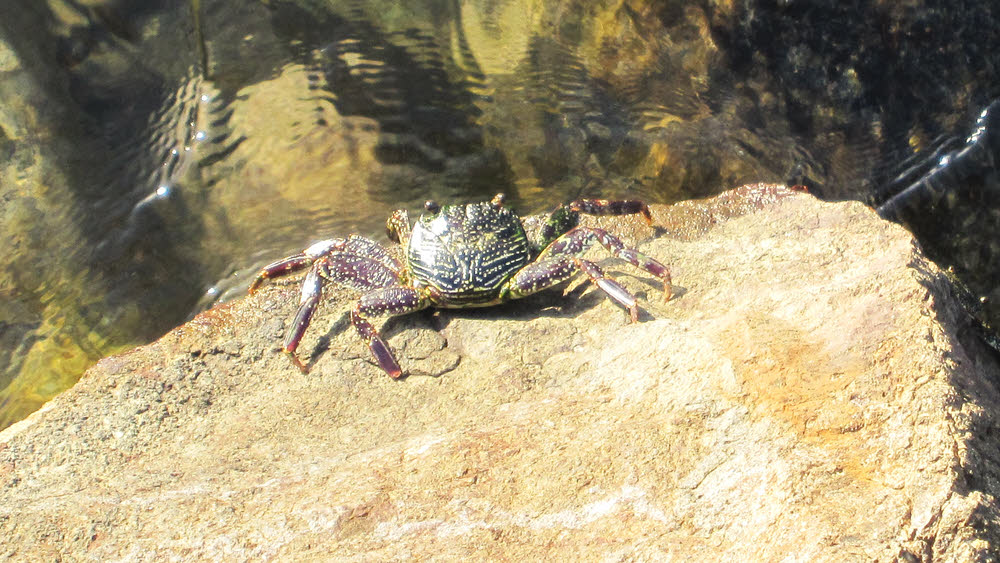 Shore crab basking in the sun beside the pier. (166k)
