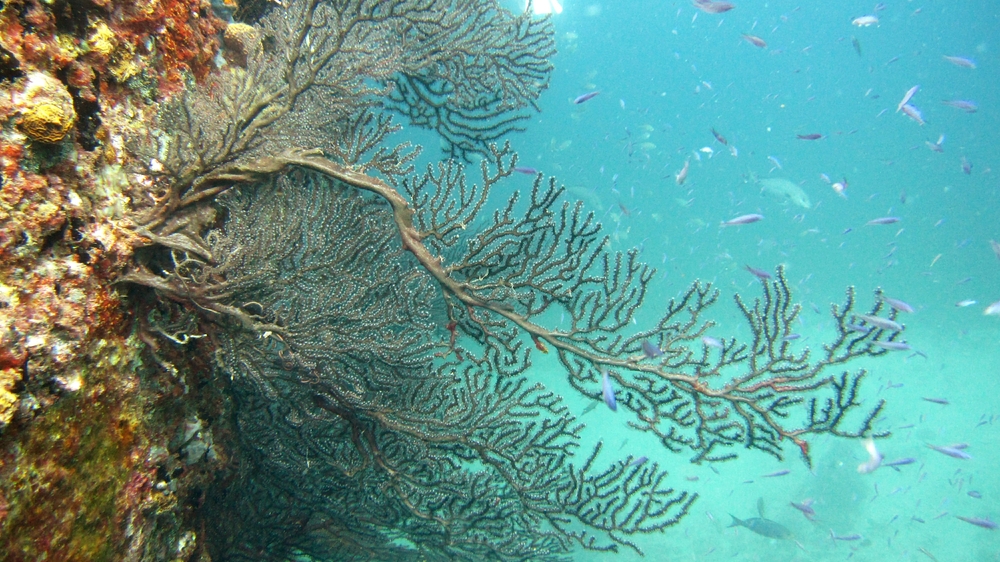 Deepwater Sea Fan (Iciligorgia schrammi) at Lesleen M.