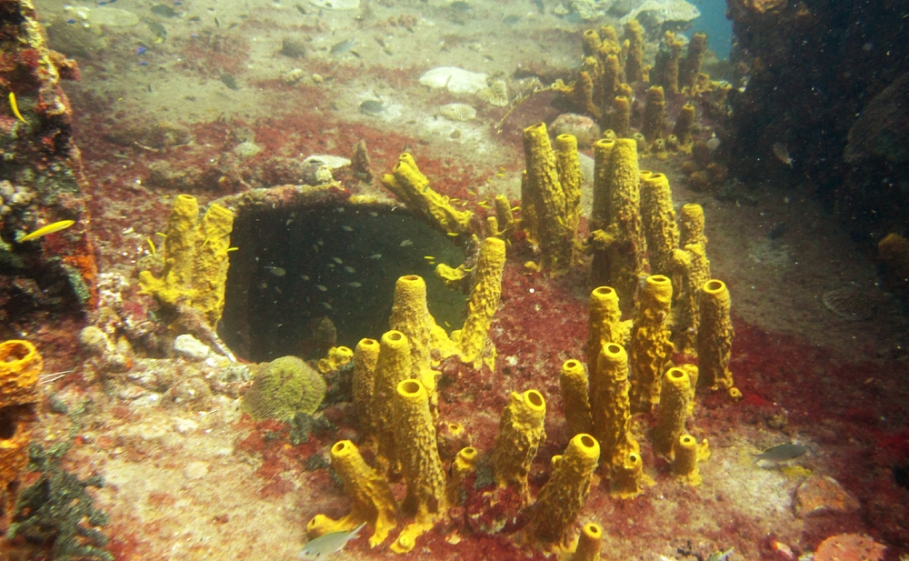 The well-named Yellow Tube Sponge on the Lesleen M.