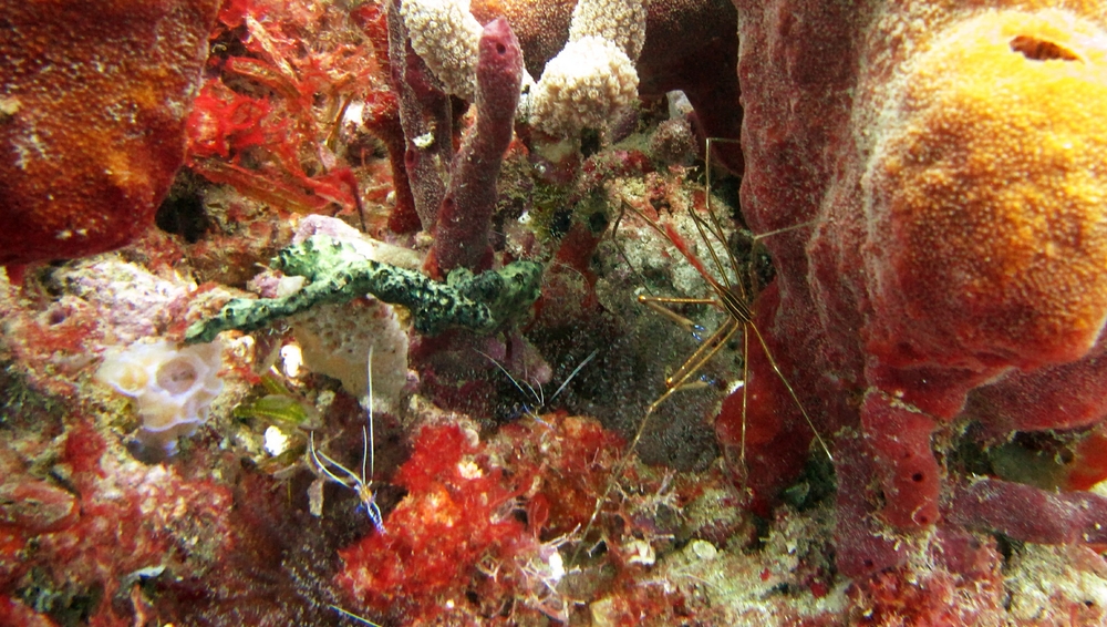 A Yellowline Arrow crab (Stenorhynchus seticornis) and a couple of tiny Pederson Cleaner shrimps (Ancylomenes pedersoni) near the Lesleen M.