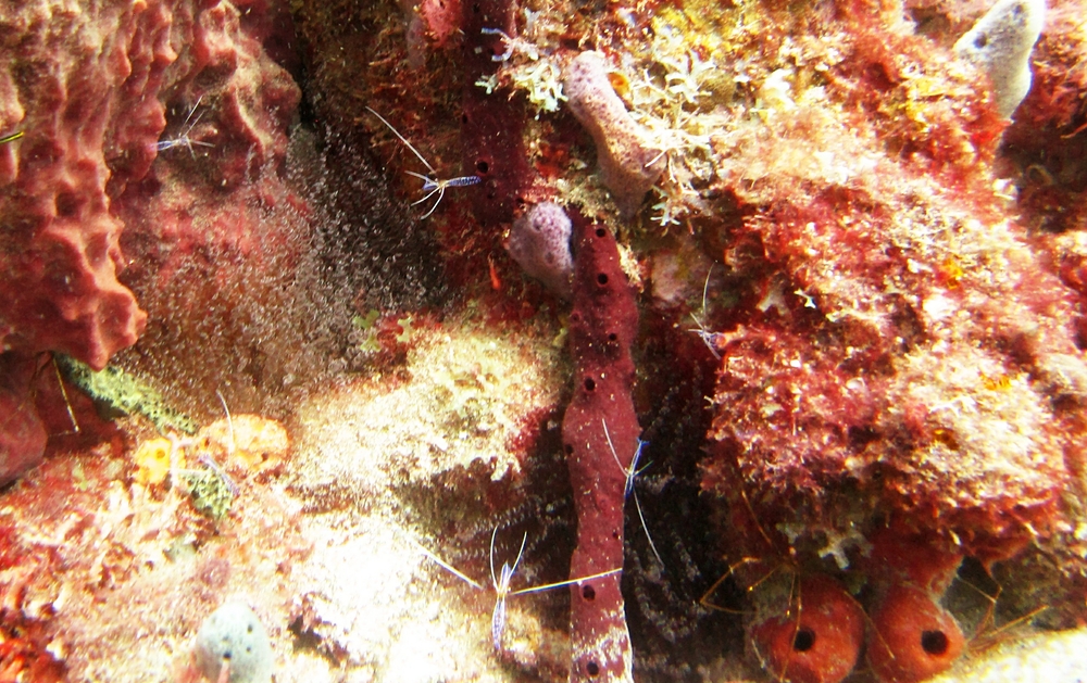 Just a few seconds later, at least three more Arrow crabs and five or more Pederson cleaner shrimps.