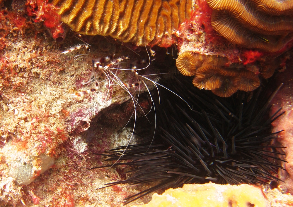 And a few yards further, couple of Banded Coral Shrimps (Stenopus hispidus) huddle under an overhang. 