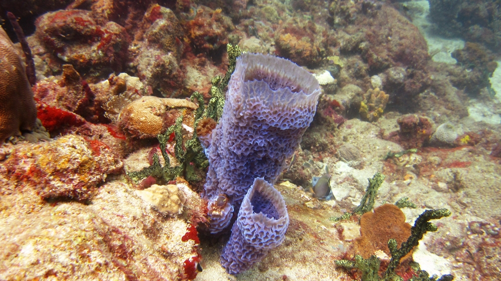 Azure Vase Sponge (Callyspongia plicifera) at Virgin Cove.