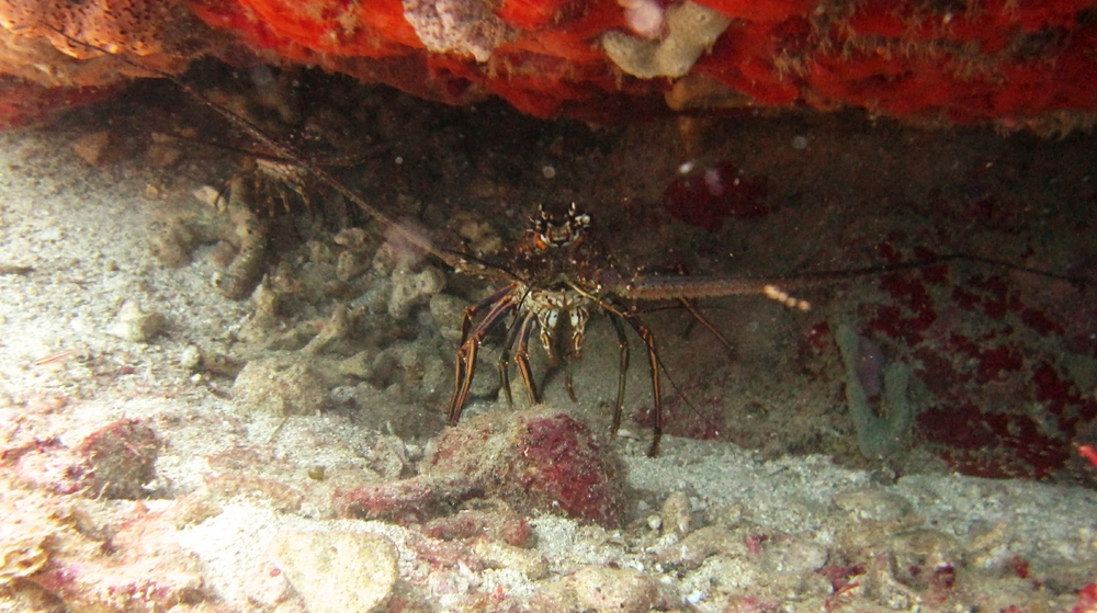 A couple of Caribbean Spiny Lobsters (Panulirus argus).