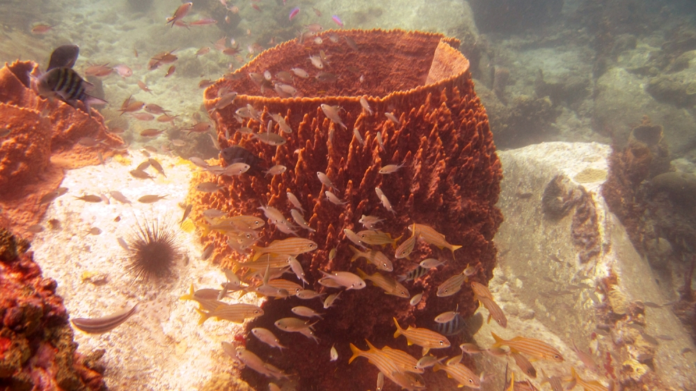Lots of Giant Barrel Sponges (Xestospongia muta) everywhere - this one at Virgin Cove.