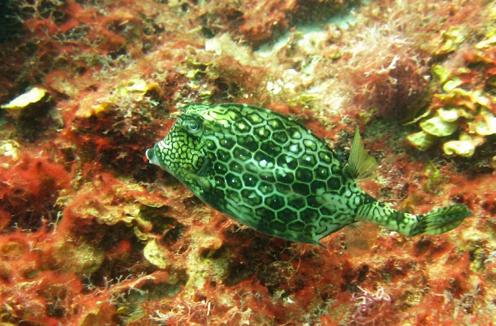 Honeycomb Cowfish (Acanthostracion polygonius) at Coral Gardens.