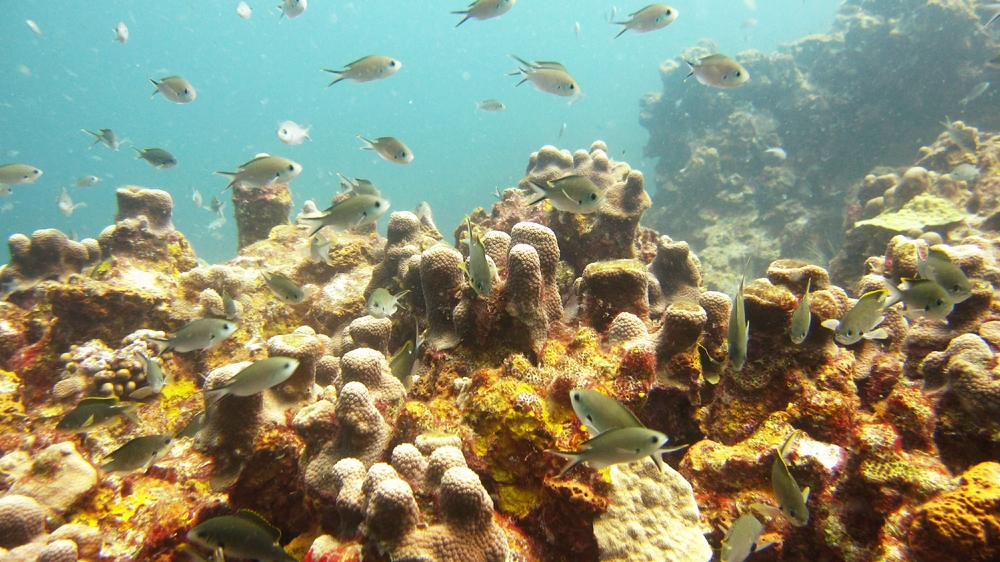 Brown Chromis (Chromis multilineata) over healthy reef at Plantation.