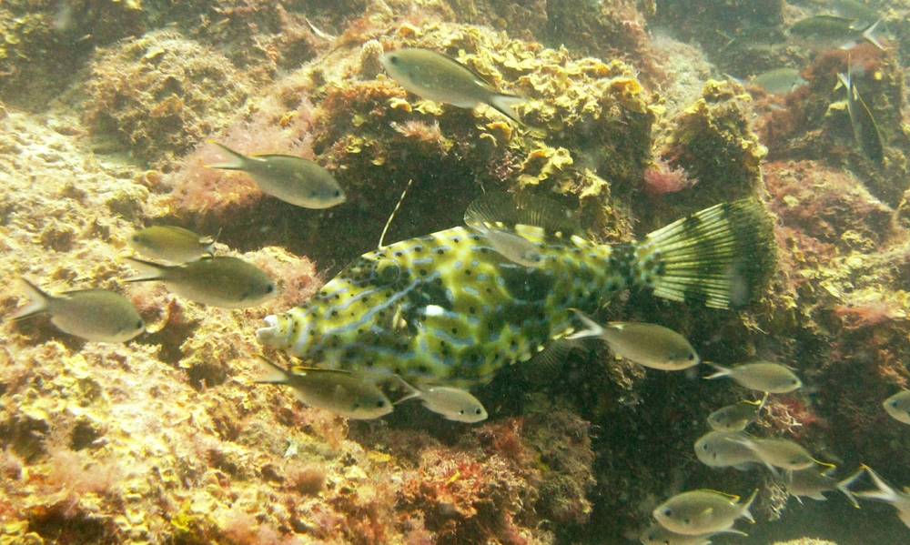 A fine specimen of a Scrawled Filefish (Aluterus scriptus) at Plantation. 