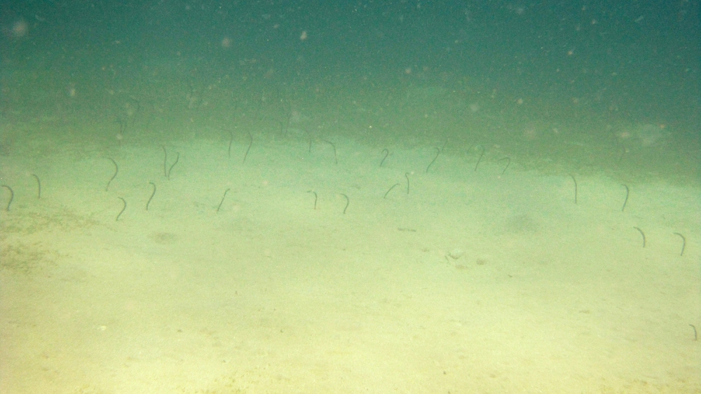Lots of Brown Garden Eels Heteroconger longissimus in the distance on the sandy floor at Plantation.