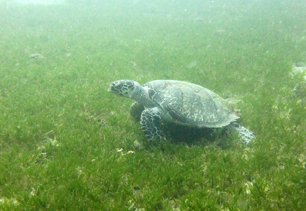 A Hawksbill turtle (Eretmochelys imbricata) grazes on seagrass next to the new Vicky B wreck.