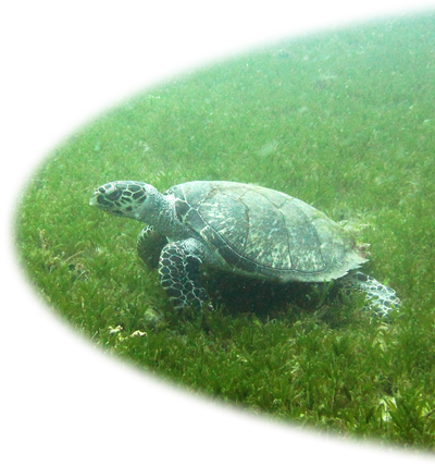 Hawksbill Turtle near the Vicky B wreck. Hawksbill Turtle near the Vicky B wreck.