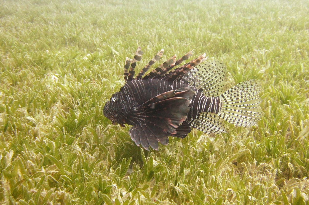 A huge, really ugly, dark, Common Lionfish (Pterois volitans) near the Vicky B wreck.