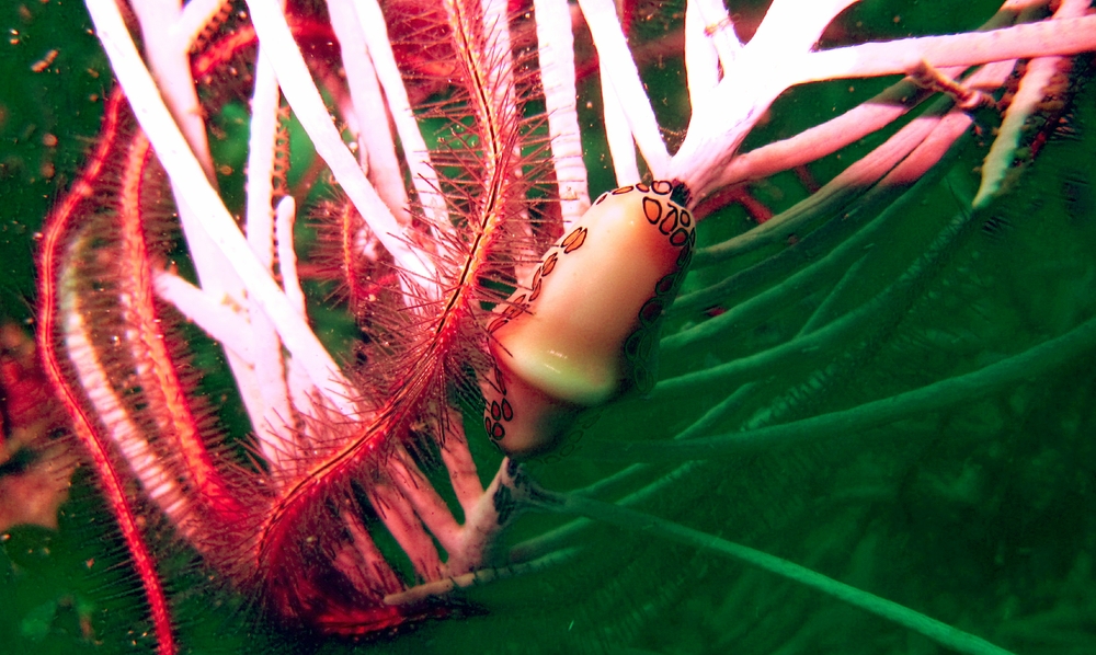 A Flamingo Tongue (Cyphoma gibbosum) next to the new Vicky B wreck.