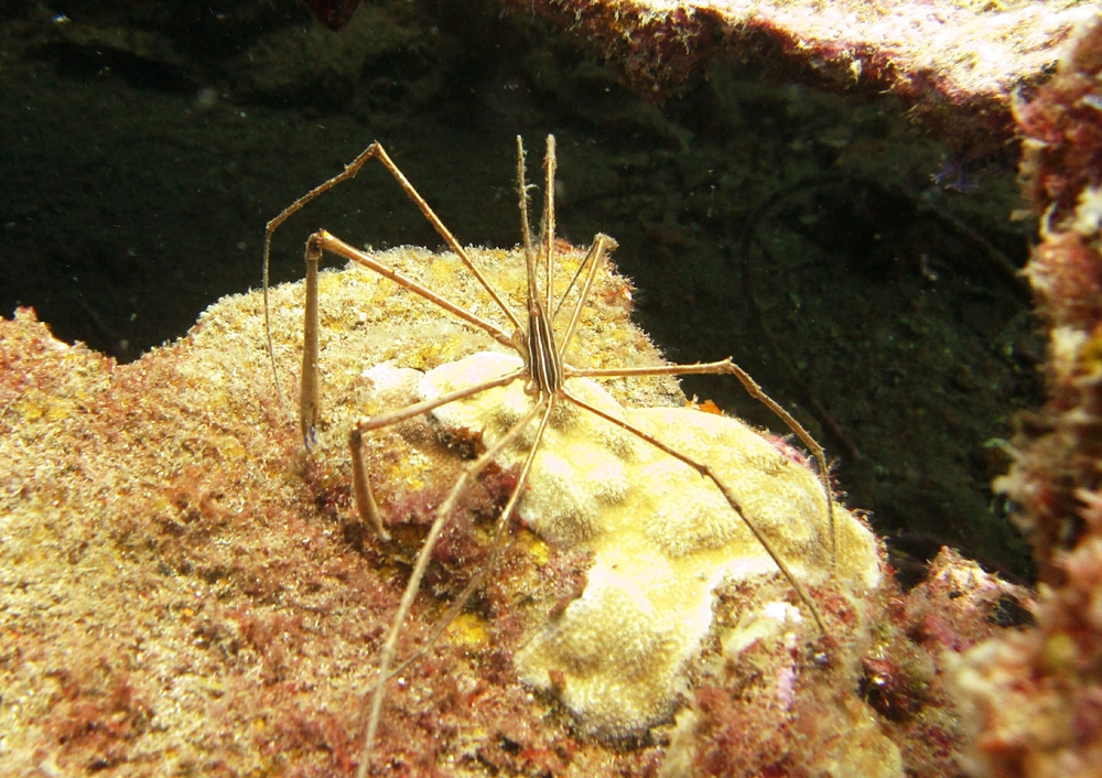 A Yellowline Arrow crab (Stenorhynchus seticornis) perches on the rusty deck of the Lesleen M.
