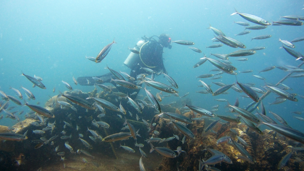 The fish seem to enjoy the wreck.