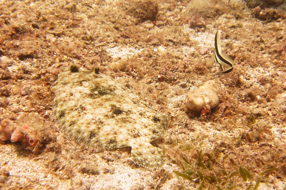 And here's another, alongside a Jackknife fish (Equetus lanceolatus) near the Lesleen M.