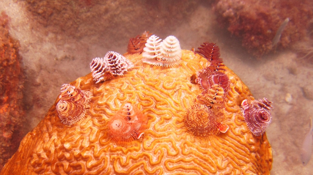 Christmas Tree Worms (Spirobranchus giganteus) near Lesleen M.