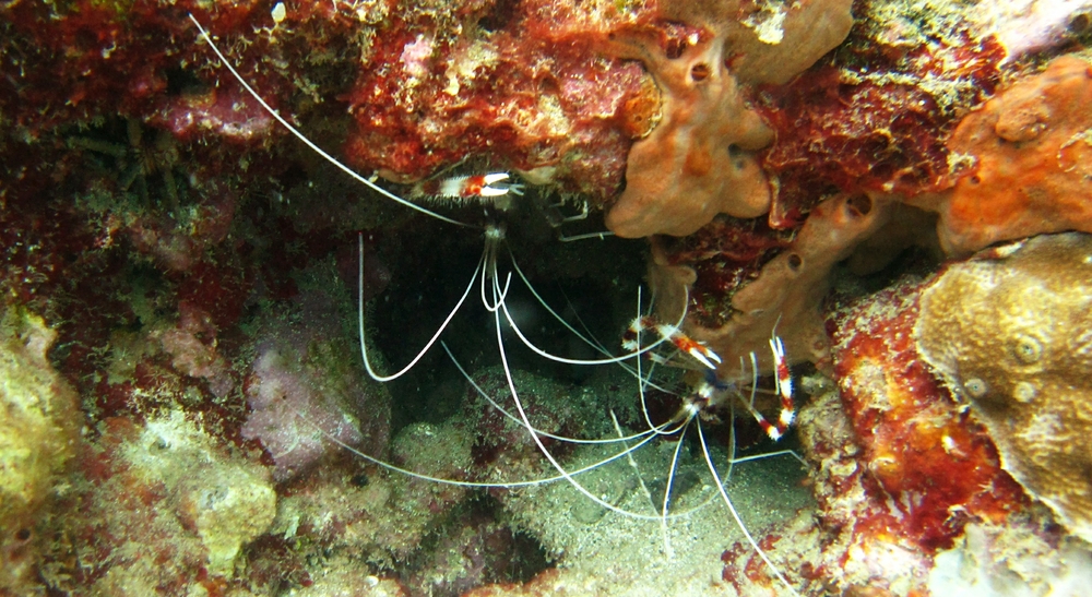 A couple more Banded Coaral shrimps near the Lesleen M.