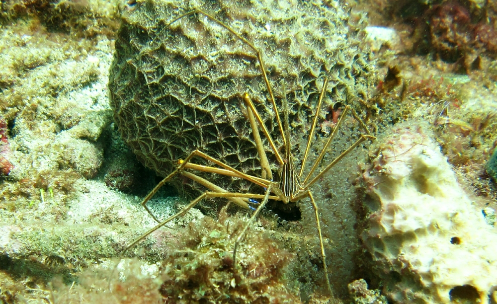 Another Yellowline Arrow crab near the Lesleen M.