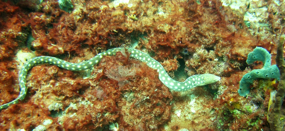 Sharptail eel (Myrichthys breviceps) near the Lesleen M.