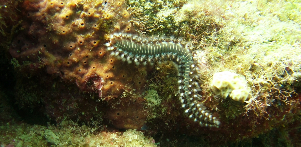 Bearded Fireworm (Hermodice carunculata) crawls over some coral near Lesleen M. Look, but don't touch - they're not called 'Fireworm' for nothing!