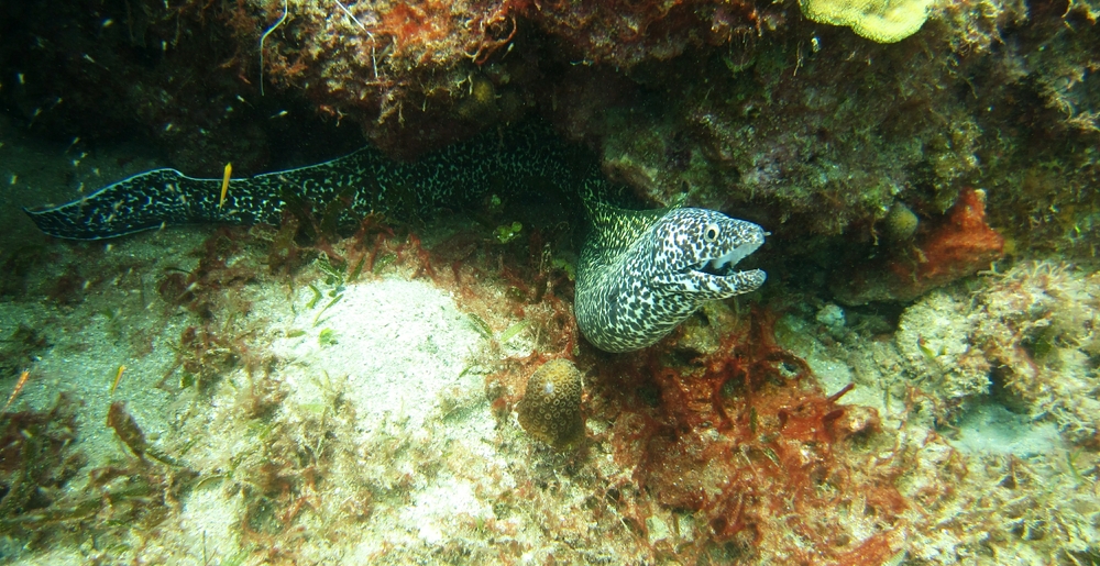 Spotted Moray (Gymnothorax moringa) near the Lesleen M.