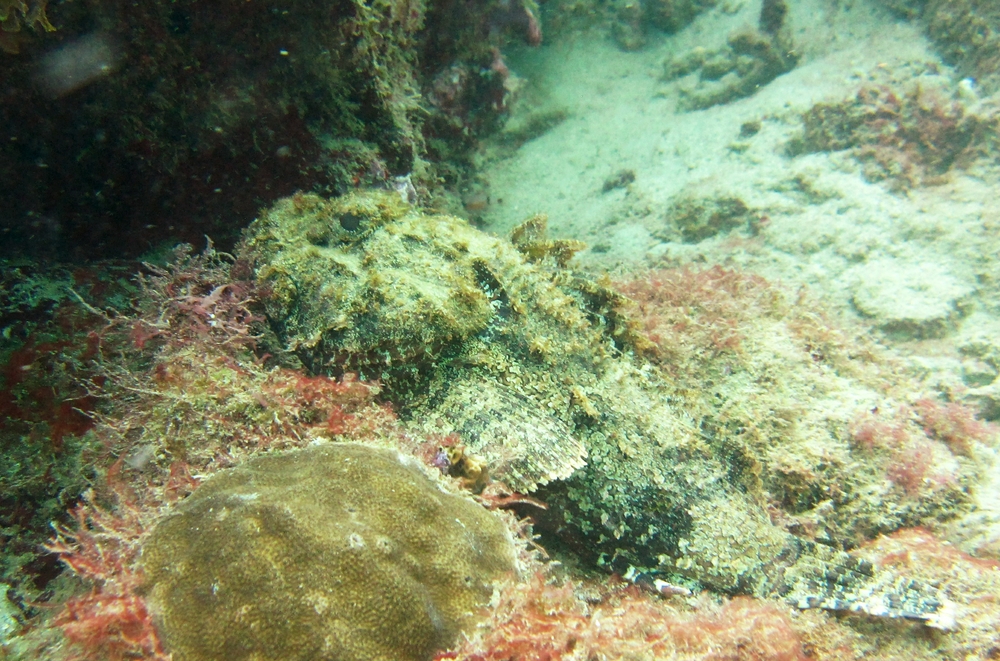 Another Scorpionfish near the Lesleen M.