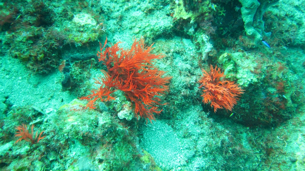 Not sure about this bright red coral - could be a Bushy Sea Whip (Nicella schmitti) at Superman's Flight.