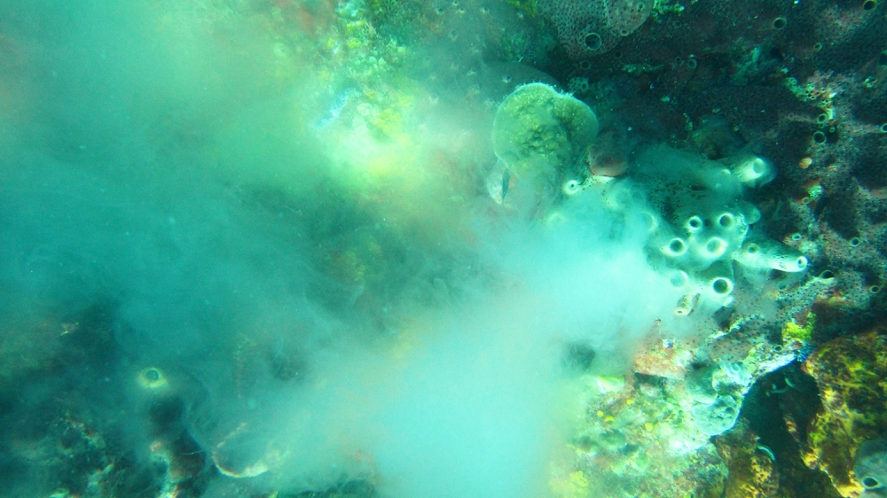 We spotted several sponges that seemed to be spawning - giving off clouds of white "smoke". This one at Superman's Flight.