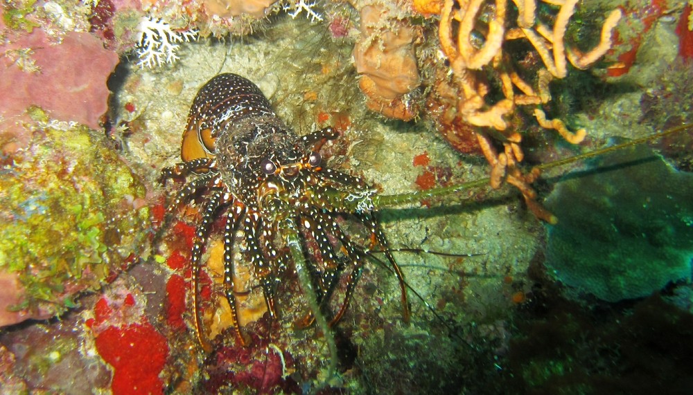 A real find - the more unusual Spotted Spiny Lobster (Panulirus guttatus) in a recess at Fairyland.